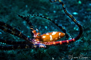 Wonderpus/Photographed with a Canon 60 mm macro lens and ... by Laurie Slawson 